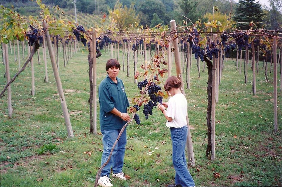 Carpineto grapes